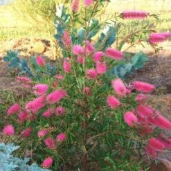 Callistemon Taree Pink -Garden Plant Store taree pink 500