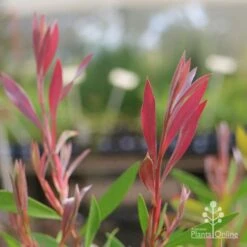 New Products -Garden Plant Store taree pink leaf