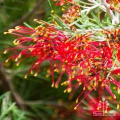 Grevillea Mini Marvel -Garden Plant Store thelemanniana grevillea flower