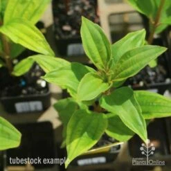 Tibouchina Allure -Garden Plant Store tib allure leaf 500 1