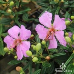 Tibouchina Chameleon -Garden Plant Store tib chameleon flowers 500 1