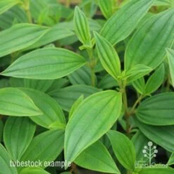 Tibouchina Illusion -Garden Plant Store tib illusion leaf 500 1