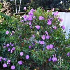 Tibouchina Allure -Garden Plant Store tibouchina allure bush