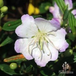 Tibouchina Chameleon -Garden Plant Store tibouchina chameleon close