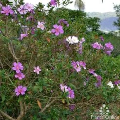 Tibouchina Chameleon -Garden Plant Store tibouchina chameleon 2