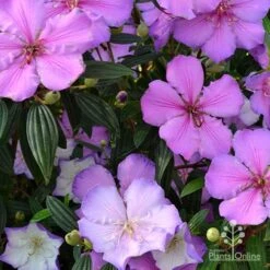 Tibouchina Illusion -Garden Plant Store tibouchina illusion bush