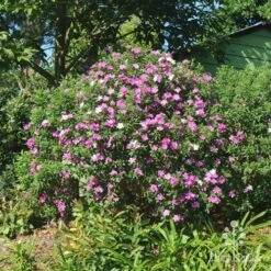 Tibouchina Chameleon -Garden Plant Store tibouchina mutable