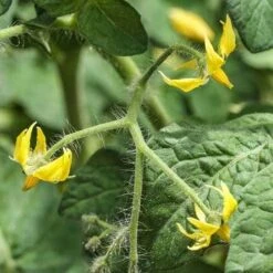 Tomato Roma - Seed -Garden Plant Store tomato flower 1