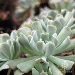 Echeveria Topsy Turvy - Succulent -Garden Plant Store topsy echeveria