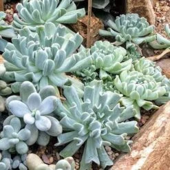 Echeveria Topsy Turvy - Succulent -Garden Plant Store topsy turvy planted 2