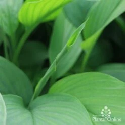 Turmeric -Garden Plant Store turmeric new leaf