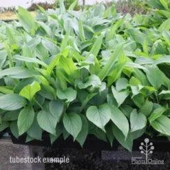 Turmeric -Garden Plant Store turmeric tubes