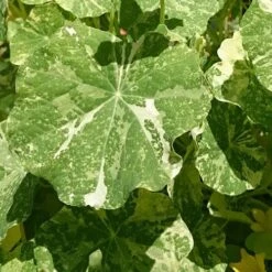 Nasturtium Alaska Salmon Variegated - Seed 5 Nasturtium Alaska Salmon Variegated - Seed -Garden Plant Store variegated nasturtiums leaf