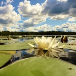 New Products -Garden Plant Store water lily white pond