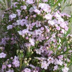 Chamelaucium Dancing Queen - Waxflower 16 Chamelaucium Dancing Queen - Waxflower -Garden Plant Store wax dancing queen pg
