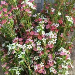 Chamelaucium MY SWEET 16™ - Waxflower -Garden Plant Store wax sweet 16 pg