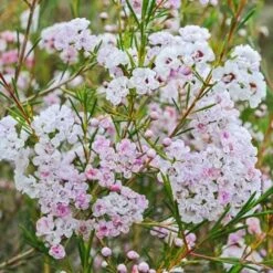 Chamelaucium Dancing Queen - Waxflower 15 Chamelaucium Dancing Queen - Waxflower -Garden Plant Store waxflower dancing queen