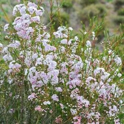 Chamelaucium Dancing Queen - Waxflower 18 Chamelaucium Dancing Queen - Waxflower -Garden Plant Store waxflower dancing queen bush