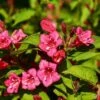 Weigela Eva Rathke
