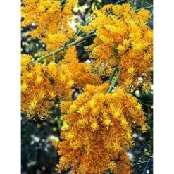 New Products -Garden Plant Store west australian christmas tree2