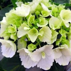 New Products -Garden Plant Store white hydrangea 500