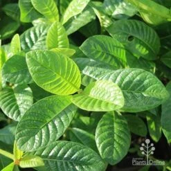 Gardenia White Star -Garden Plant Store white star leaves