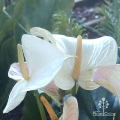 Anthurium White Winner -Garden Plant Store white winner flowers qge