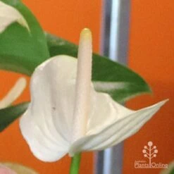 Anthurium White Winner -Garden Plant Store white winner mature spadix coour