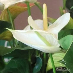 Anthurium White Winner -Garden Plant Store white winner new spadix colour
