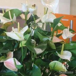 Anthurium White Winner -Garden Plant Store white winner plant flowering