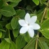 Gardenia White Star