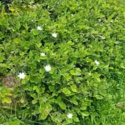 Gardenia White Star -Garden Plant Store white star 2 2