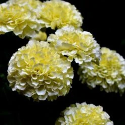 Marigold Kilimanjaro White - Seed -Garden Plant Store white tagetes