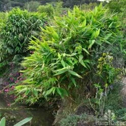 Tiger Grass - Thysanolaena -Garden Plant Store whole plant 4