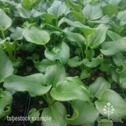 Philodendron Xanadu -Garden Plant Store xanadu tubestock