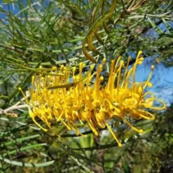 New Products -Garden Plant Store yamba uts 500