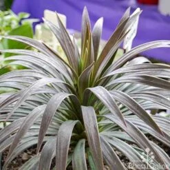 Yucca Desmetiana -Garden Plant Store yucca desmentiana plant