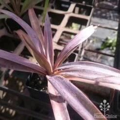 Yucca Desmetiana -Garden Plant Store yucca desmet