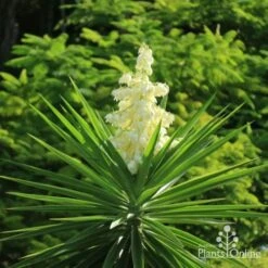Yucca Elephantipes - Soft-tip Yucca 12 Yucca Elephantipes - Soft-tip Yucca -Garden Plant Store yucca flower 500 1