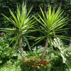 Yucca Elephantipes - Soft-tip Yucca 18 Yucca Elephantipes - Soft-tip Yucca -Garden Plant Store yucca gigantea 1