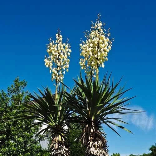 Yucca Elephantipes - Soft-tip Yucca 1 Yucca Elephantipes - Soft-tip Yucca