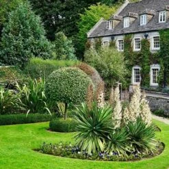 Yucca Elephantipes - Soft-tip Yucca 15 Yucca Elephantipes - Soft-tip Yucca -Garden Plant Store yucca variegated in formal garden