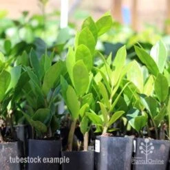 Zamioculcas Zanzibar Gem - ZZ Plant 11 Zamioculcas Zanzibar Gem - ZZ Plant -Garden Plant Store zamioculcas tubes
