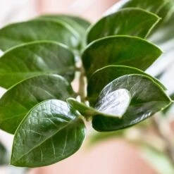 Zamioculcas Zanzibar Gem - ZZ Plant 10 Zamioculcas Zanzibar Gem - ZZ Plant -Garden Plant Store zanzibar leaf closeup