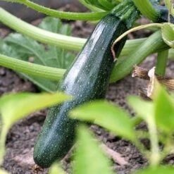 New Products -Garden Plant Store zucchini dark