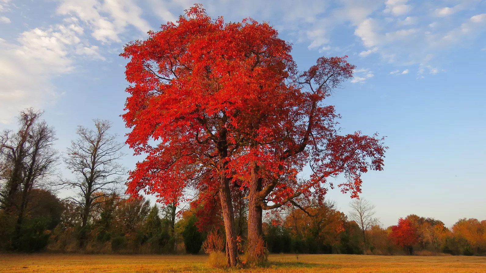 Garden Plant Store -Garden Plant Store 1